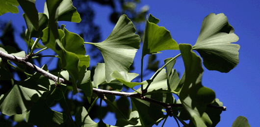 leaves